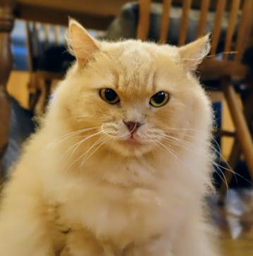 猫カフェモカ　池袋東口店に投稿された画像（2024/6/23）