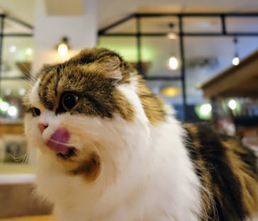 猫カフェモカ　池袋東口店に投稿された画像（2024/6/23）