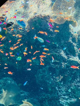 沖縄美ら海水族館に投稿された画像（2024/6/23）