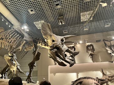 国立科学博物館に投稿された画像（2024/6/23）