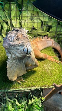 いきもの探検隊上尾に投稿された画像（2024/6/23）