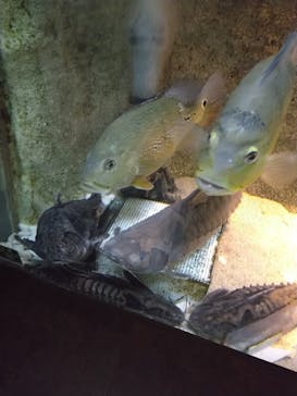 カワスイ 川崎⽔族館に投稿された画像（2024/6/23）