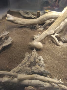 カワスイ 川崎⽔族館に投稿された画像（2024/6/23）