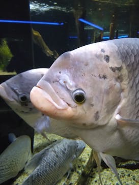 カワスイ 川崎⽔族館に投稿された画像（2024/6/23）