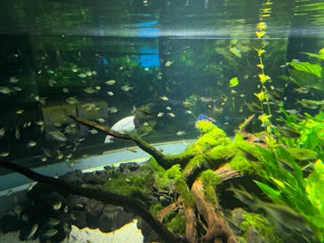 カワスイ 川崎⽔族館に投稿された画像（2024/6/23）