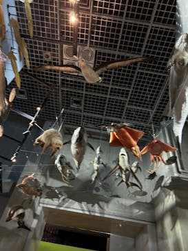 国立科学博物館に投稿された画像（2024/6/23）