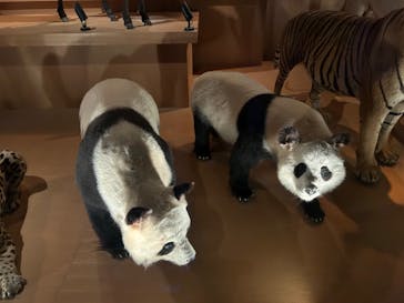 国立科学博物館に投稿された画像（2024/6/23）