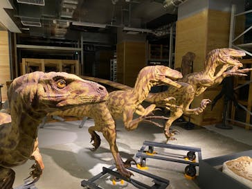 福井県立恐竜博物館に投稿された画像（2024/6/23）