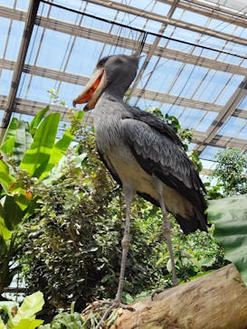 神戸どうぶつ王国に投稿された画像（2024/6/23）