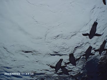 サンシャイン水族館に投稿された画像（2024/6/23）