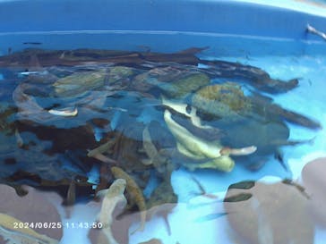 サンシャイン水族館に投稿された画像（2024/6/23）