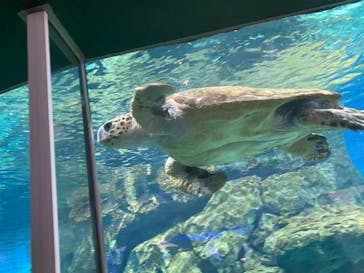 名古屋港水族館に投稿された画像（2024/6/23）