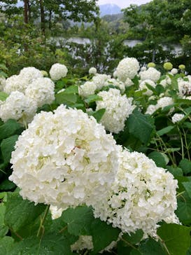 EnglishGardenローザンベリー多和田に投稿された画像（2024/6/23）