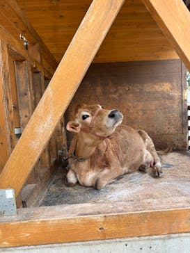 まかいの牧場に投稿された画像（2024/6/23）