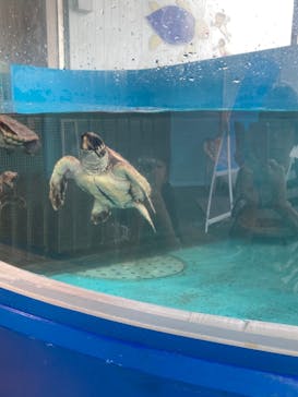 串本海中公園水族館に投稿された画像（2024/6/23）