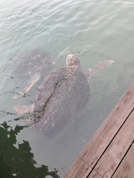 串本海中公園水族館に投稿された画像（2024/6/23）