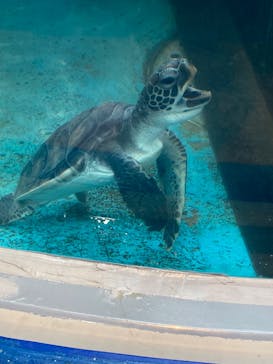 串本海中公園水族館に投稿された画像（2024/6/23）