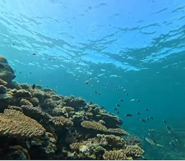 石垣島 ADVENTURE PiPi（イシガキジマアドベンチャーピピ）に投稿された画像（2024/6/23）