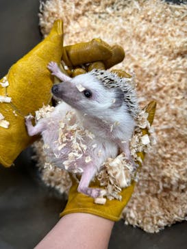 いきもの探検隊上尾に投稿された画像（2024/6/23）