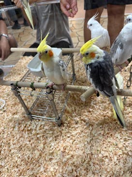 いきもの探検隊上尾に投稿された画像（2024/6/23）