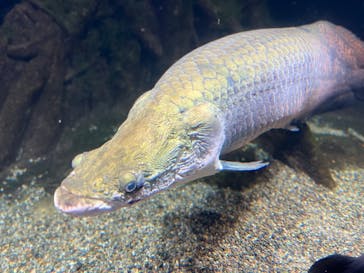 世界淡水魚園水族館　アクア・トトぎふに投稿された画像（2024/6/23）