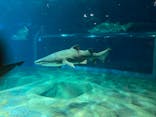 アクアワールド茨城県大洗水族館に投稿された画像（2024/6/23）