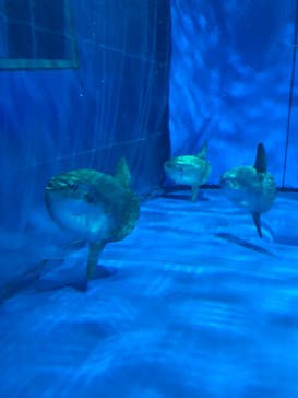 アクアワールド茨城県大洗水族館に投稿された画像（2024/6/23）