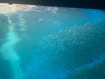 仙台うみの杜水族館に投稿された画像（2024/6/23）