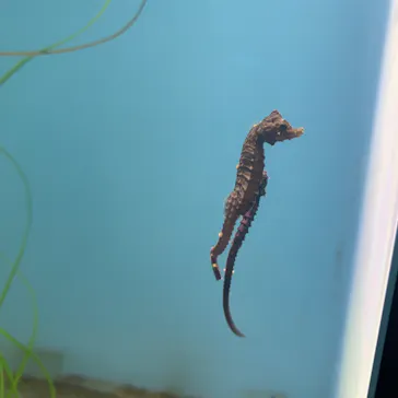仙台うみの杜水族館に投稿された画像（2024/6/23）