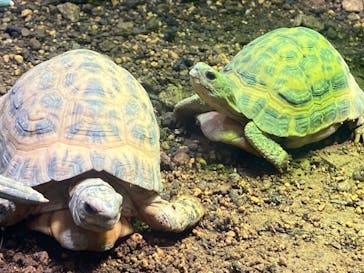 サンシャイン水族館に投稿された画像（2024/6/23）