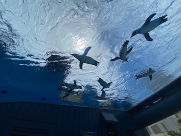 サンシャイン水族館に投稿された画像（2024/6/23）