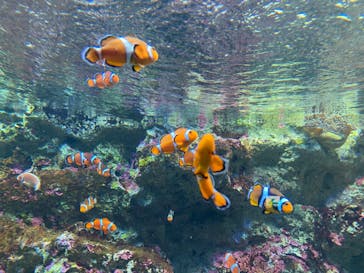 サンシャイン水族館に投稿された画像（2024/6/23）