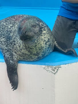 ゼロ距離水族館 伊勢シーパラダイスに投稿された画像（2024/6/23）
