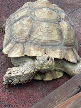ゼロ距離水族館 伊勢シーパラダイスに投稿された画像（2024/6/23）