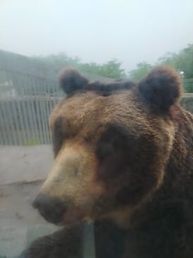 のぼりべつクマ牧場に投稿された画像（2024/6/23）