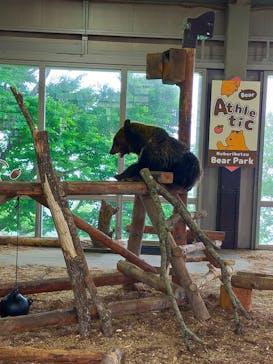 のぼりべつクマ牧場に投稿された画像（2024/6/23）