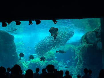 新江ノ島水族館に投稿された画像（2024/6/23）