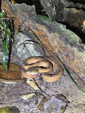 西表島 ADVENTURE PiPi（アドベンチャーピピ）に投稿された画像（2024/6/23）