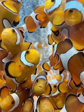 鴨川シーワールドに投稿された画像（2024/6/23）