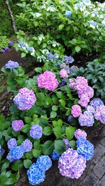 ぎふワールド・ローズガーデンに投稿された画像（2024/6/23）