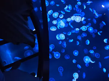 すみだ水族館に投稿された画像（2024/6/23）