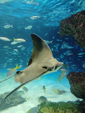 サンシャイン水族館に投稿された画像（2024/6/24）