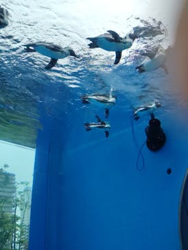 サンシャイン水族館に投稿された画像（2024/6/24）