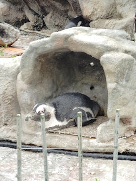 サンシャイン水族館に投稿された画像（2024/6/24）