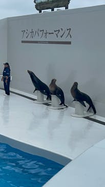 鴨川シーワールドに投稿された画像（2024/6/24）