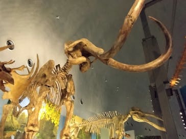 福井県立恐竜博物館に投稿された画像（2024/6/24）