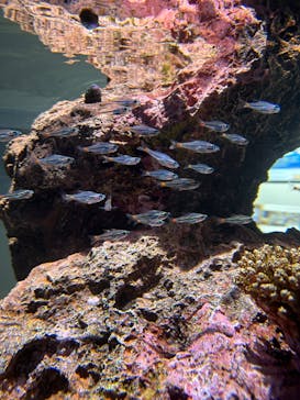 AQUARIUM × ART　atoaに投稿された画像（2024/6/24）