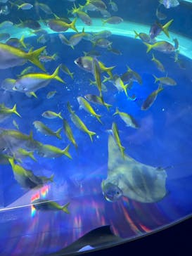 AQUARIUM × ART　atoaに投稿された画像（2024/6/24）