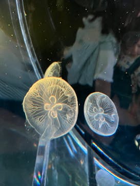 マクセル アクアパーク品川に投稿された画像（2024/6/24）