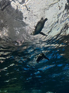 京都水族館に投稿された画像（2024/6/24）